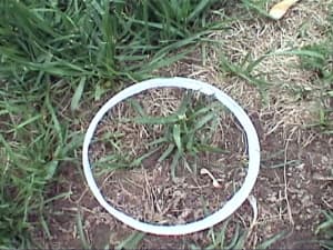 Learn the difference between a seed-initiated plant and a rhizome-initiated plant.