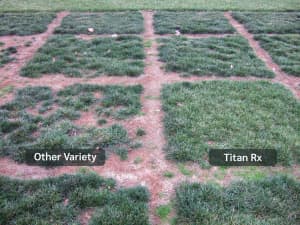 December 15, 2010: After the summer and extended warm fall, Titan Rx still looks good, but others have literally been burned out