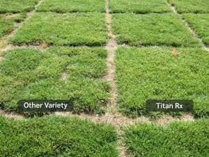 May 31, 2011: By the end of the following May, Titan Rx shows the benefit of heat tolerance. Note other plots now look very clumpy and have large bare spots.