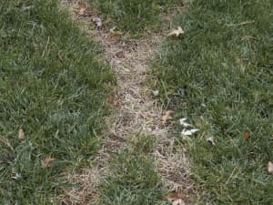 October 4th, 2009 - Columbus, OH - After "X" made with Roundup.