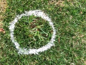 Look how Titan Rx rhizomes filled in a 10 inch diameter circle in Virginia Beach, VA.