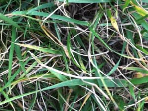 See an example of Titan Ultra rhizomes in North Carolina.