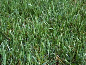 Titan Rx lawn in Simpsonville, SC - July 2013.