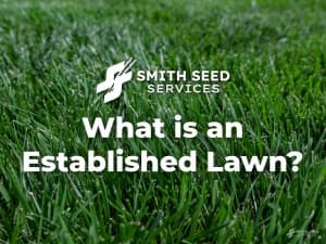A green lawn overlayed with the words: What is an Established Lawn?