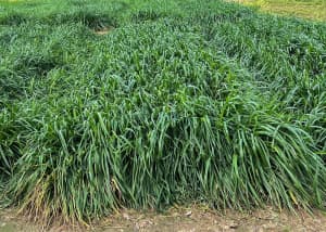 Tall, dense green grass growing in a thick patch.