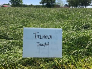 Trinova at Atmore, AL, April 26th, 2021 (Planted December 9, 2020).