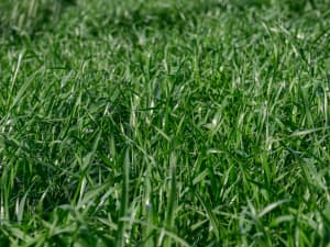 The image shows a close-up view of lush, green grass (variety Trinova). The grass appears lush and dense, with various shades of green indicating healthy growth.