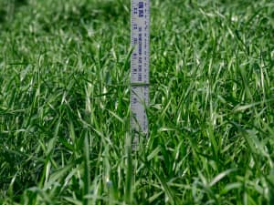 The image shows a close-up view of lush, green grass (variety Trinova) with a ruler inserted vertically to measure its height. The grass appears lush and dense, with various shades of green indicating healthy growth.