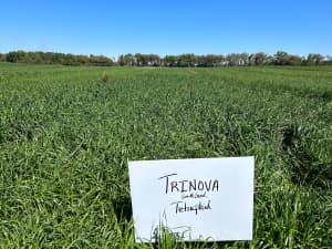 Trinova in reseach trial plot.