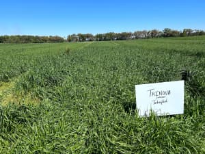 Trinova in reseach trial plot.