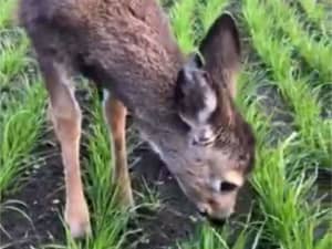 Deer grazing Trinova Tetraploid Annual Ryegrass