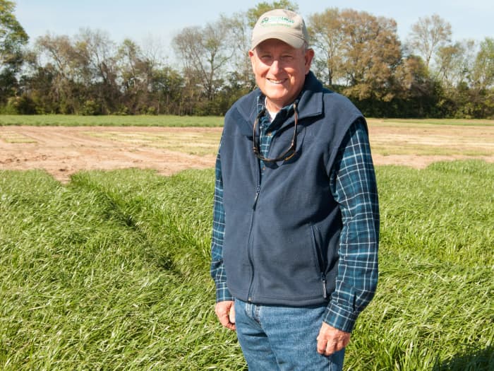 Field of Attain Tetraploid Annual Ryegrass