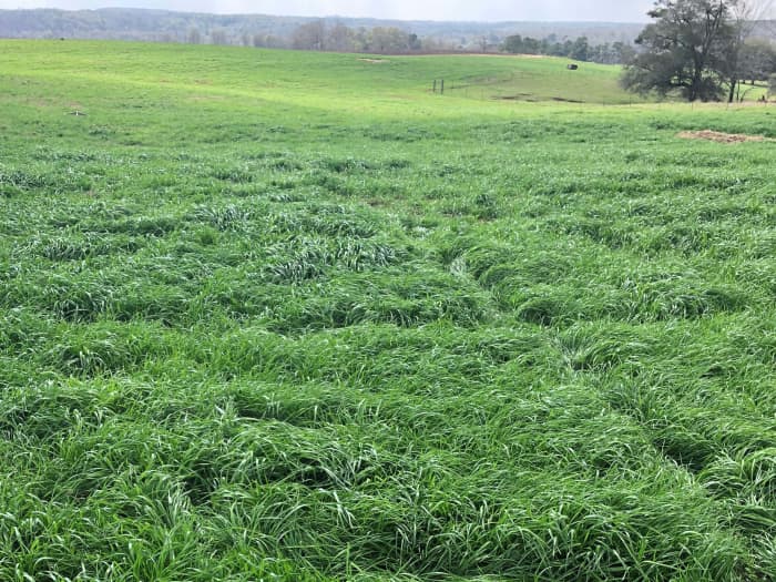 Field of Attain Tetraploid Annual Ryegrass