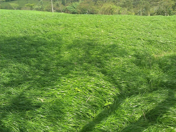 Field of Big Boss Tetraploid Annual Ryegrass in Ecuador.