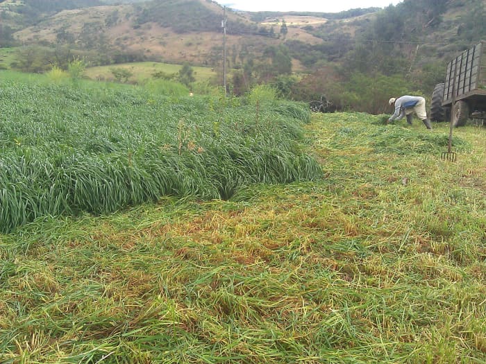 Field of Big Boss Tetraploid Annual Ryegrass in Ecuador.