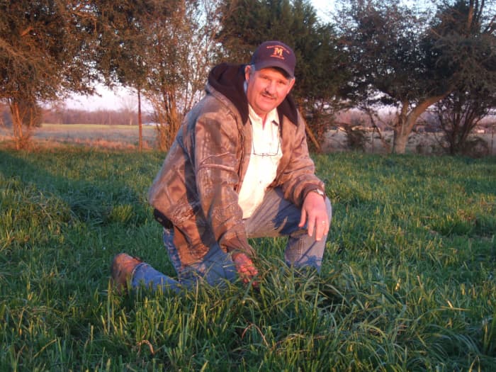 Field of Big Boss Tetraploid Annual Ryegrass in Mississippi.