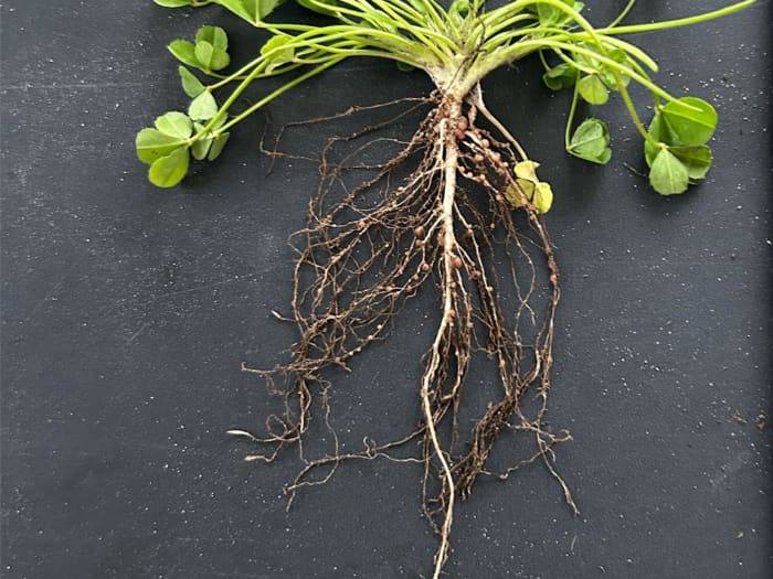 Clover plant with nodules on the roots.