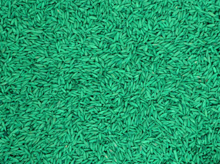 Close-up view kentucky bluegrass seeds coated in bright green treatment, densely packed across the frame.
