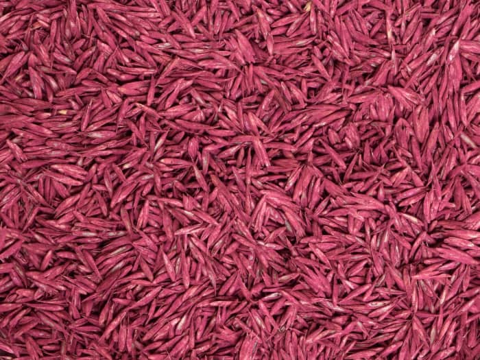 Close-up of reddish-purple coated orchardgrass, showing elongated shape and textured surfaces.