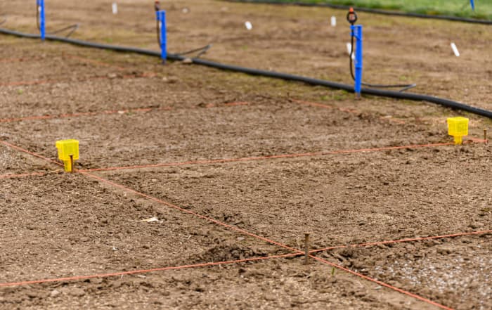 Grid layout for an outdoor plot trial, showing staked boundaries and irrigation lines set up for controlled field testing.