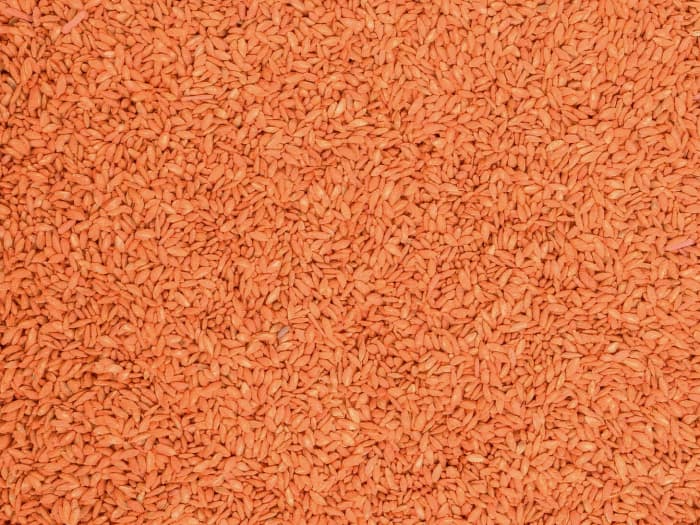 Unhulled bermudagrass seed coated in orange color.