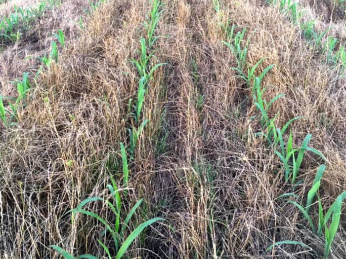 Corn planted into LowBoy annual ryegrass.