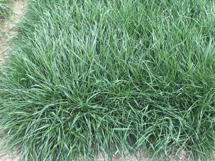 LowBoy annual ryegrass stays low to the ground.