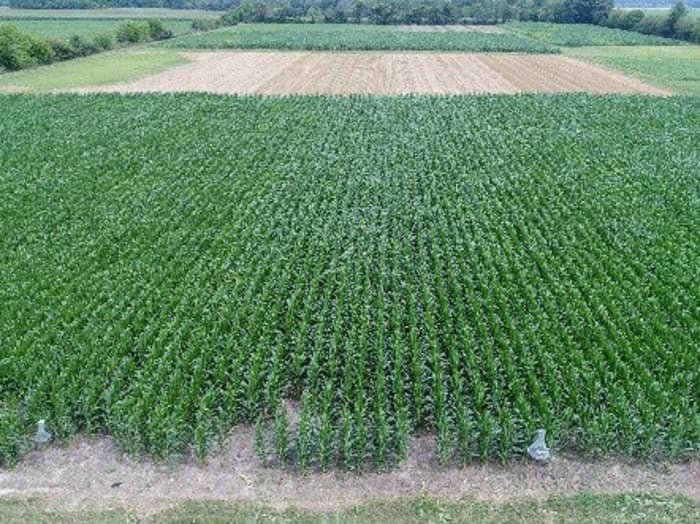 Corn in LowBoy plots (center) had noticeably better color from emergence to V3 state.