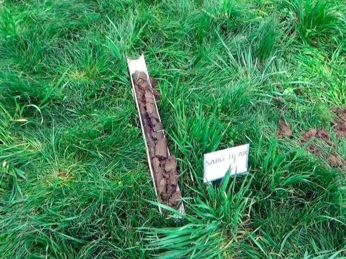 Core sample shows LowBoy’s deep root system.