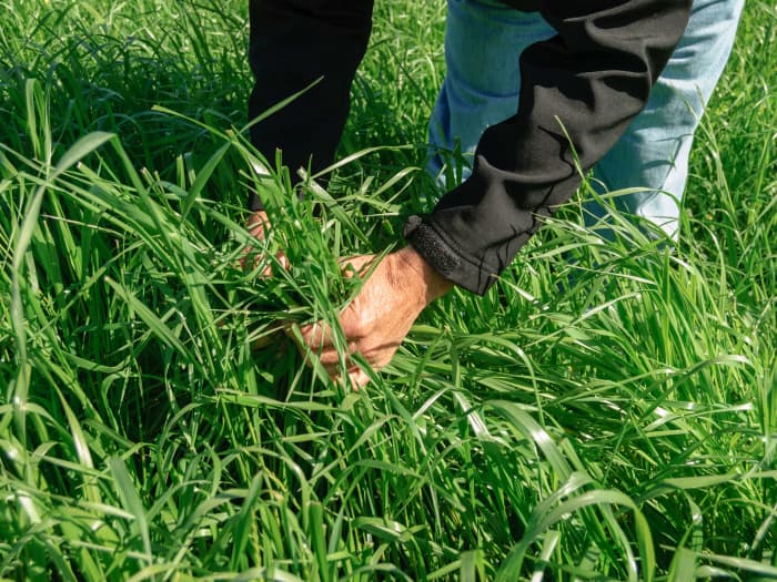 Meroa Tetraploid Italian Ryegrass