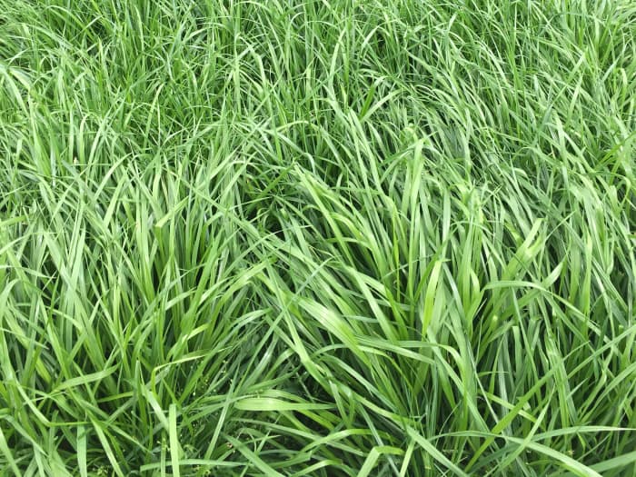 Meroa Tetraploid Italian Ryegrass