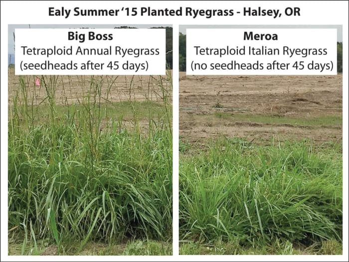 A comparison photo showing Big Boss Tetraploid Annual Ryegrass versus Meroa after 45 days. 