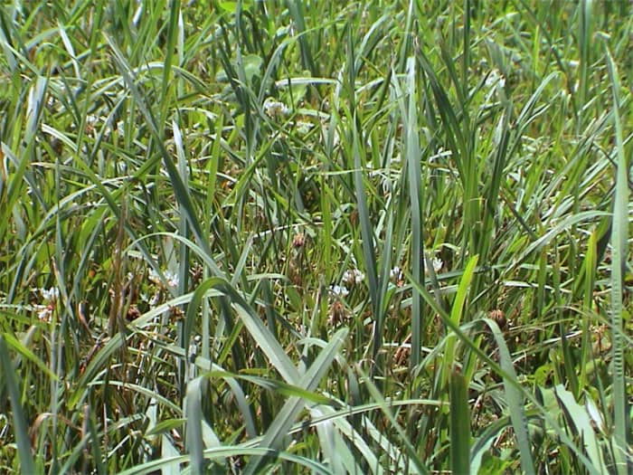 Persist Orchardgrass - Ames Plantation - 2005