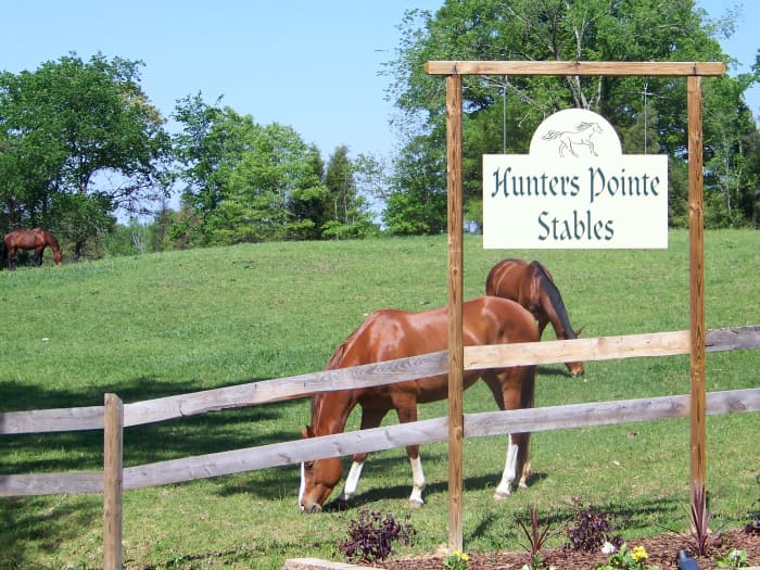 Horses grazing.