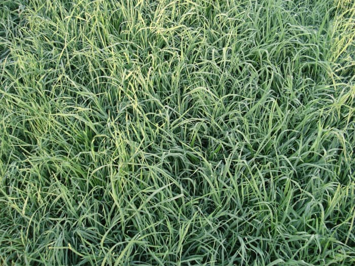 Persist Orchardgrass Recovery - April 2008