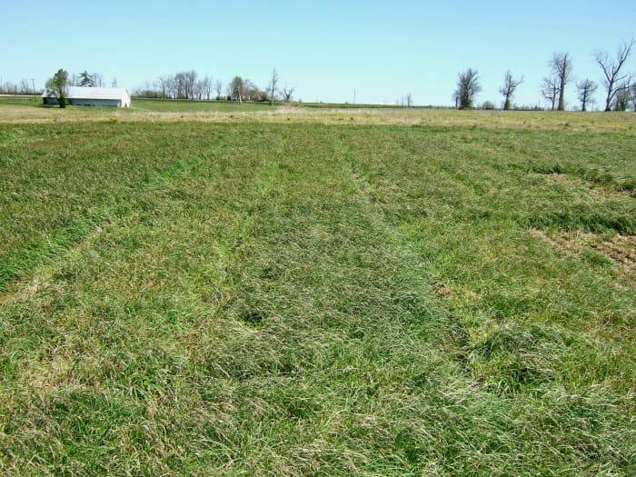 Persist Orchardgrass, University of Kentucky, April 2007