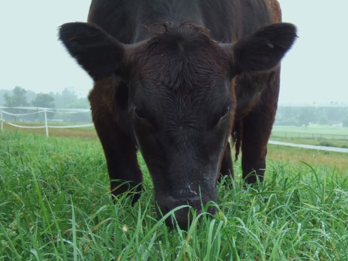 Close-up of grazing cow.