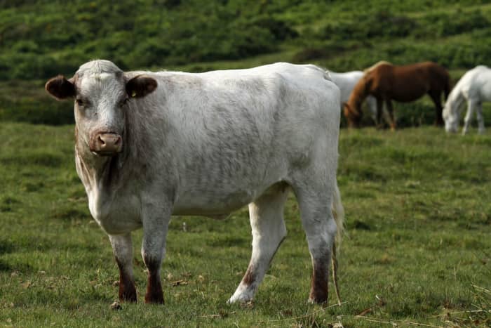 A cow standing in a field