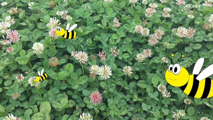 Closeup image of flowering Renovation White Clover with illustrations of bees