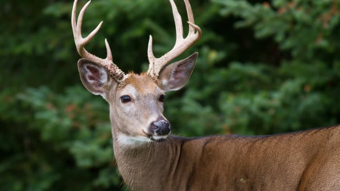 Closeup image of a buck