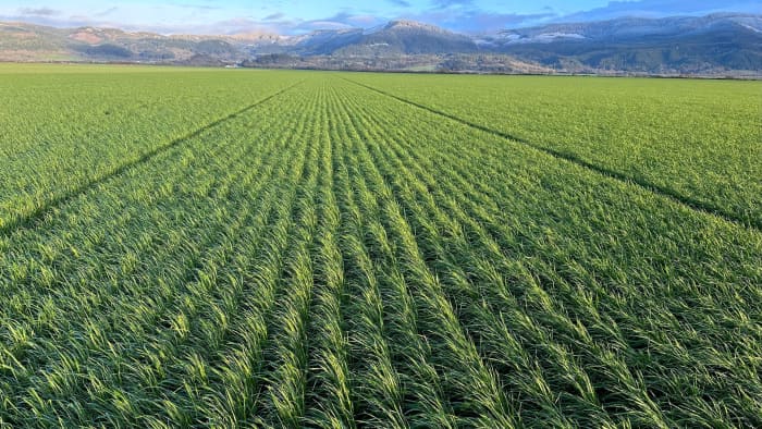 Annual ryegrass growing in rows in a field.