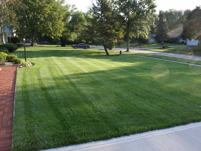 Lawn in Marion, OH after planting T.L.C. Blend.