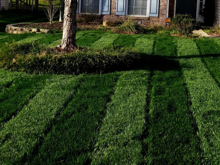 Lawn in Rock Hill, SC after planting Titan Rx.