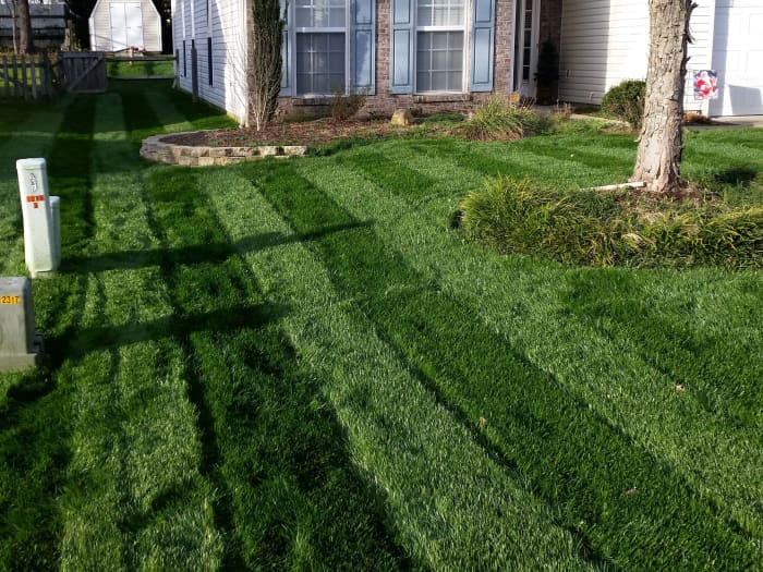 Lawn in Rock Hill, SC after planting Titan Rx.