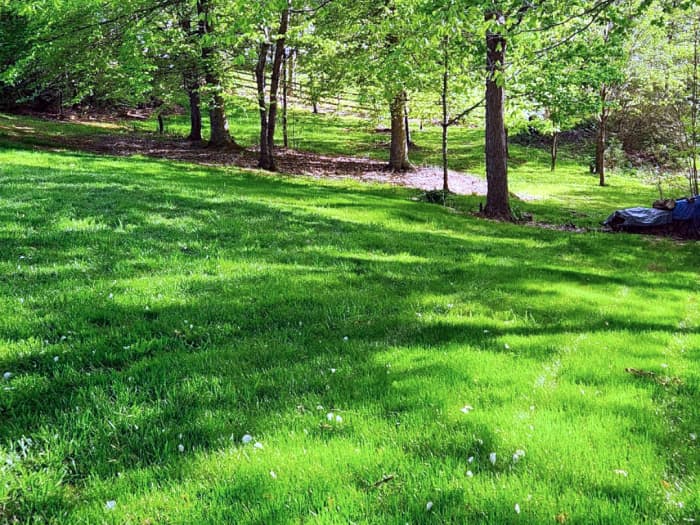 Titan Ultra lawn in Afton, TN - April 2023.