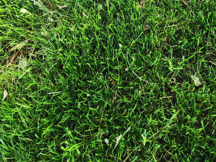 Titan Ultra lawn in Afton, TN - April 2023.