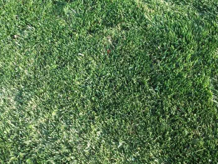 Titan Ultra close up.