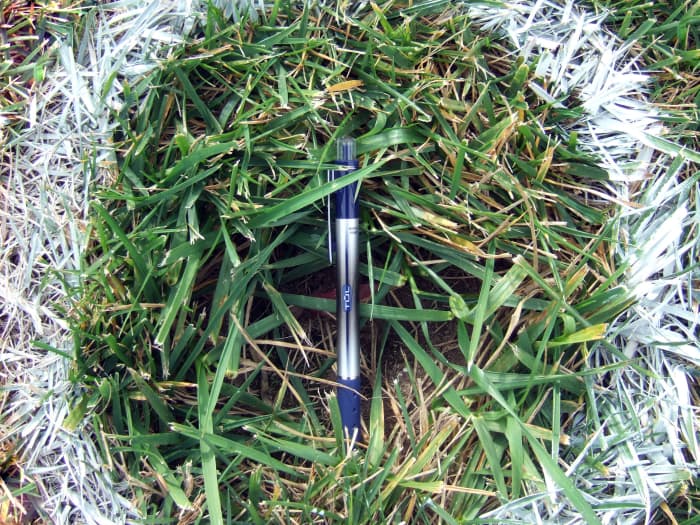 Titan Ultra, Virginia Beach, VA. 10-inch diameter circle filled in with rhizome-initiated plants.