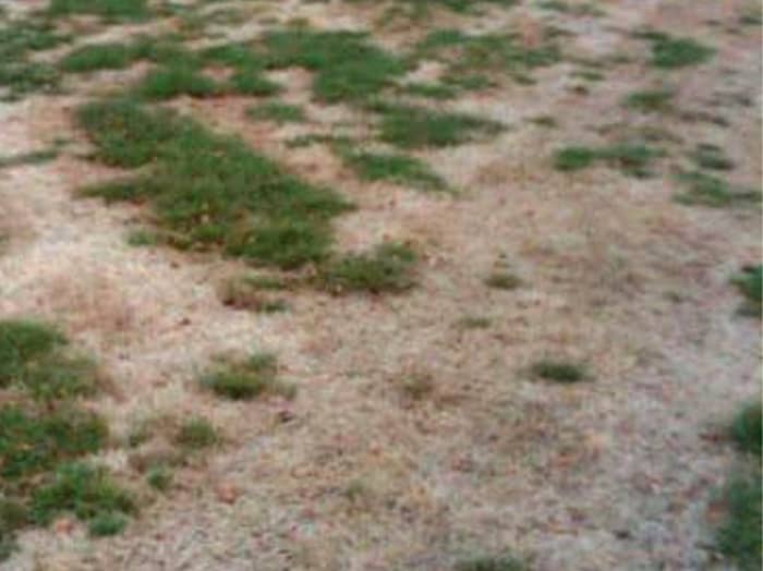 Lawn with insect damage.