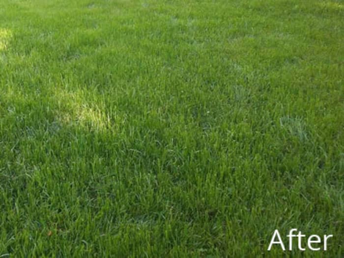 Lawn in Springfield, MO after planting Titan Rx - June 2017.